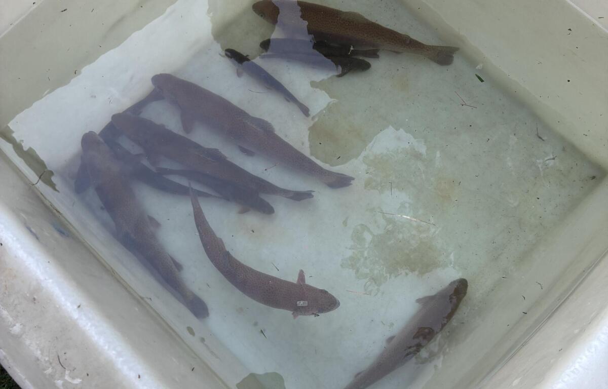 Several dark brown fish are swimming in a white cooler filled with water.