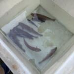 Several dark brown fish are swimming in a white cooler filled with water.