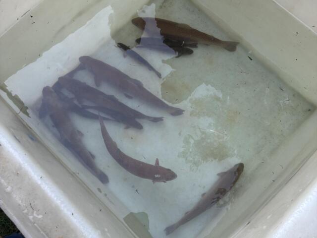 Several dark brown fish are swimming in a white cooler filled with water.