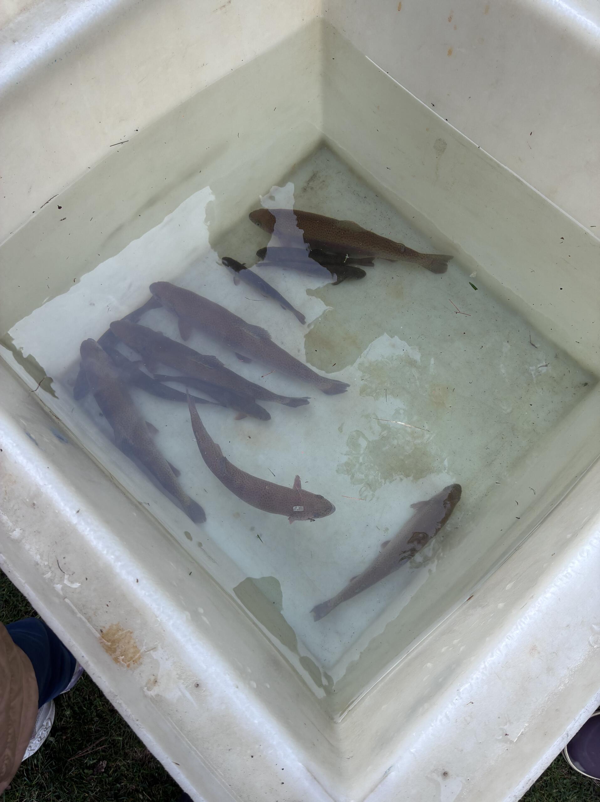 Several dark brown fish are swimming in a white cooler filled with water.