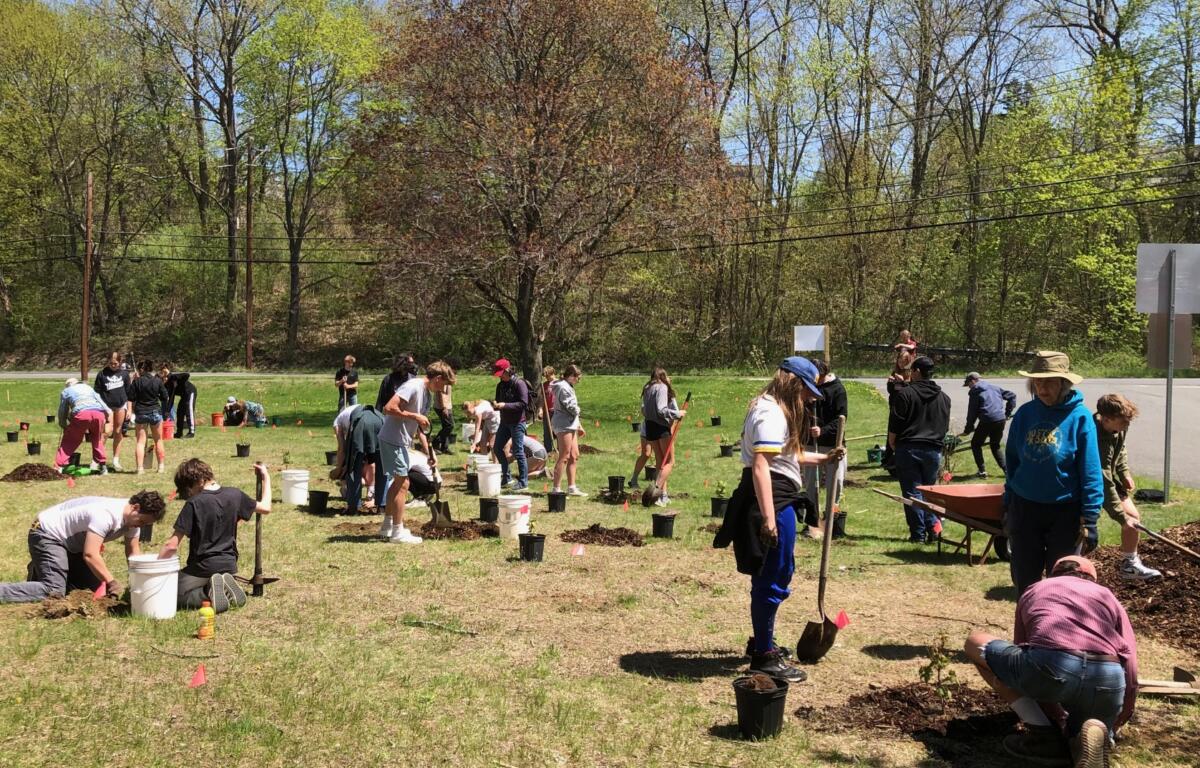 A group of volunteers plant saplings in a sunlit grassy field, using shovels and buckets with small trees ready to plant.