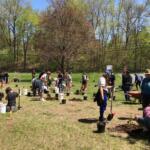 A group of volunteers plant saplings in a sunlit grassy field, using shovels and buckets with small trees ready to plant.