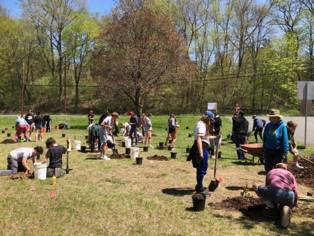 A group of volunteers plant saplings in a sunlit grassy field, using shovels and buckets with small trees ready to plant.