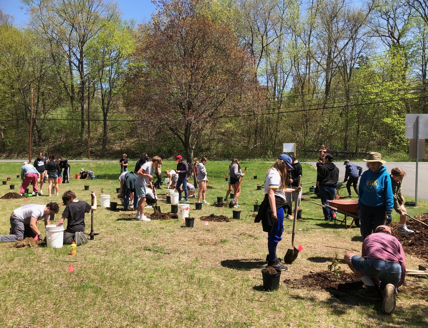 A group of volunteers plant saplings in a sunlit grassy field, using shovels and buckets with small trees ready to plant.