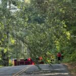 Tree limb blocks a two-lane road, with firefighters and a fire engine on scene nearby.